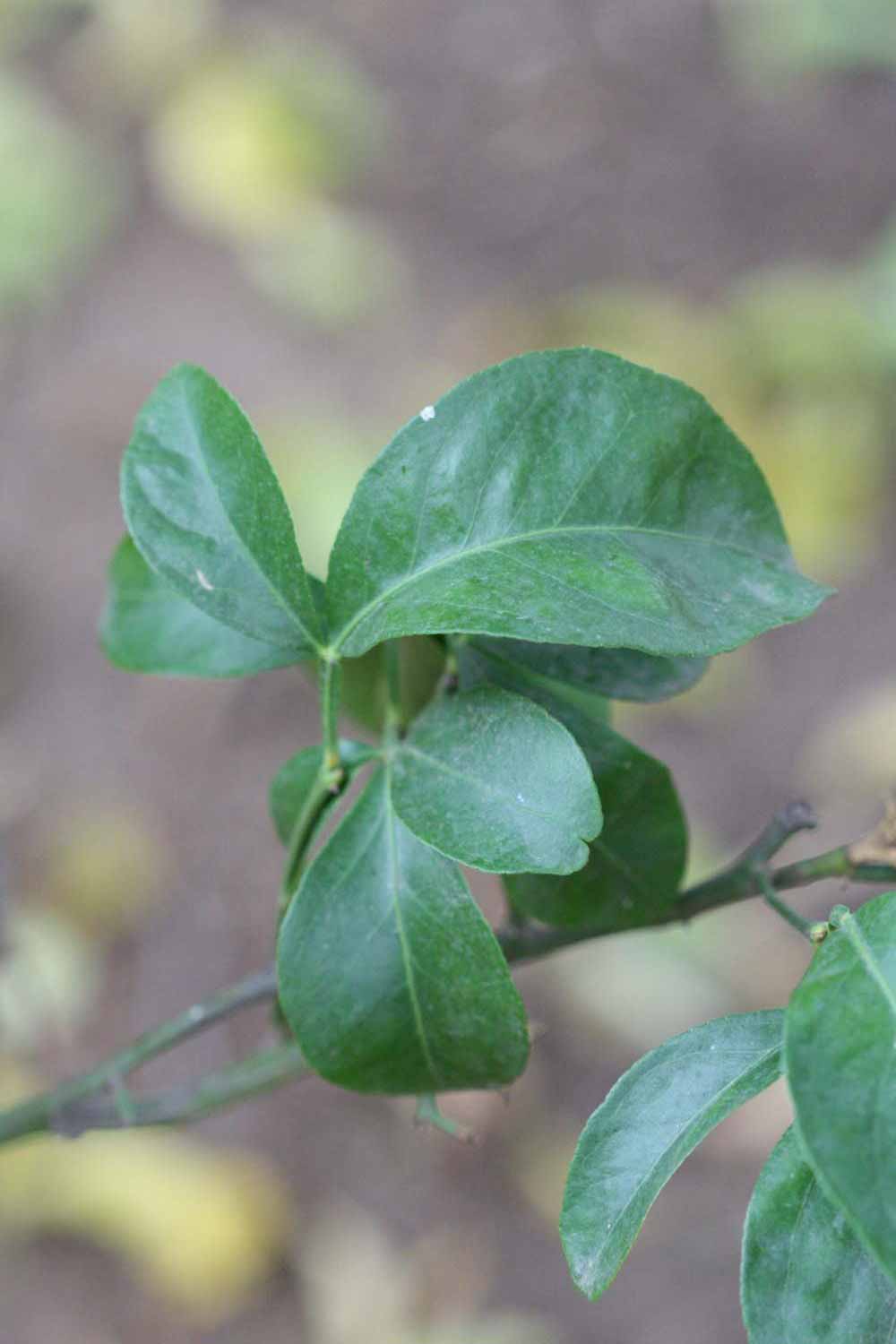            Trifoliolate leaf (Riverside, CA)   